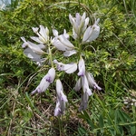 Greater  Milkwort ( Polygala major)