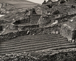 Garden, Dingle, 1986