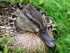 Slimbridge-9