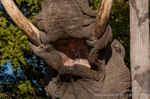 Elephant mouth