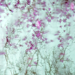 Magnolia Reflections