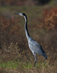 Black-headed Heron (adult) walking in grass near the Park entrance
