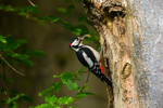 The Busy Parent - Great Spotted Woodpecker 4 of 6