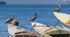 Three pelicans