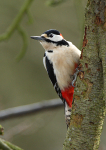Great Spotted Woodpecker