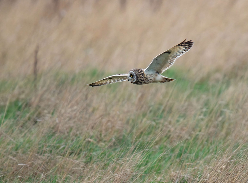 Short Eared Owl
