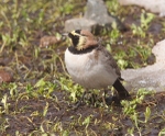 Shore Lark