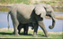 Mother and calf