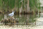 Forster's Tern (first year), Minnesota