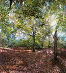 Beebe Woods, Falmouth - Magic Wand