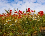 No.0015 Exton Road Poppies