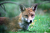 Urban Fox, Bristol _ UR073