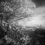 An Oaks tale