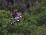 Osprey in flight carrying a fish at Rothiemurchus