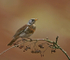Fieldfare
