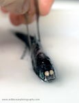 IDD011: Lanternfish