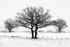 Three Winter Oaks