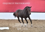 BPP_1576