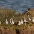 Redshank