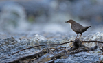 Dipper - Cinclus cinclus