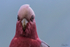 Galahs 4