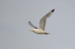 Kittiwake