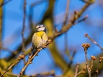 Blue Tit