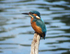 Kingfisher Landscape