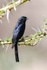 Southern Black Flycatcher
