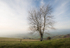 4119 Tree above Cwmdulla Farm