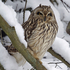 Short Eared Owl in the snow