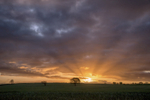 Rays Of Sunshine