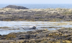 Seal - Farne Islands, Northumberland