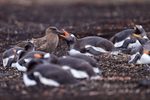 Brown Skua in Gentoo Penguin colony, Sea Lion Island, Falklands