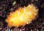Tritonia hombergii