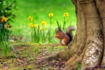 z4148 Springtime, Squirrel Shanklin