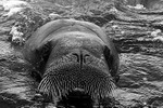Walrus black and white 2