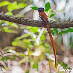 Male African Paradise Flycatcher.