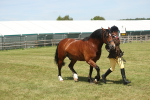 SBM_06982