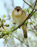 Sedge Warbler singing at Otmoor RSPB