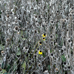THE PARTY'S OVER - NORFOLK COUNTY
