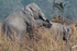 Elephant's crossing