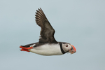 Puffin close in flight with fish, Cape Ingolfshofdi, Iceland
