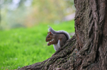 Grey Squirrel  _AN051