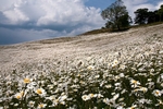 Oxeye Daisy's on the Wolds.