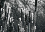 Bullrushes