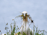 Gannet