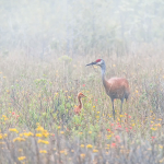 SANDHILL CRANE AND CHICK IN FOG - BRUCE COUNTY