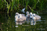Swan & Cygnets -Exploring the Surroundings 1