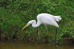 December 2019 - Great White Egret